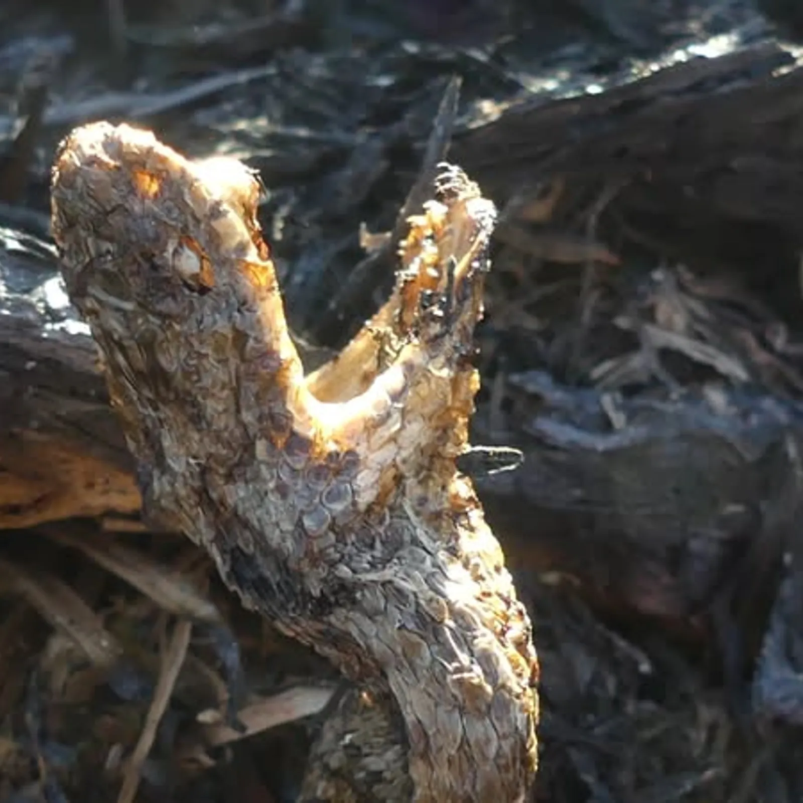 Landes Locarn, un point sur la régénerescence avec Maël Bausson