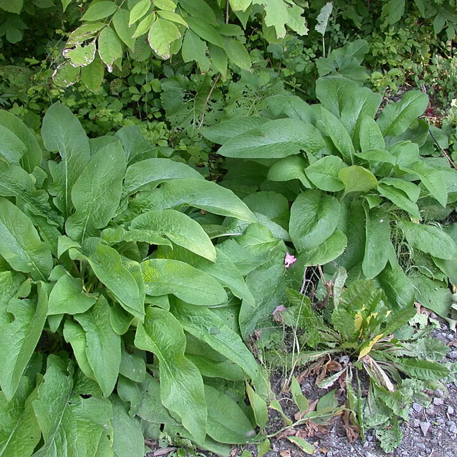 La consoude officinale 