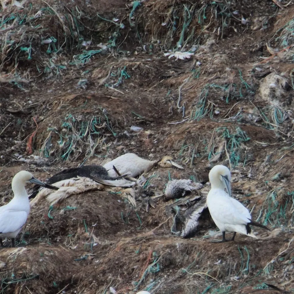 Grippe aviaire en Côtes d'Armor épisode 02 : la maladie ravage la colonie de fous de bassan