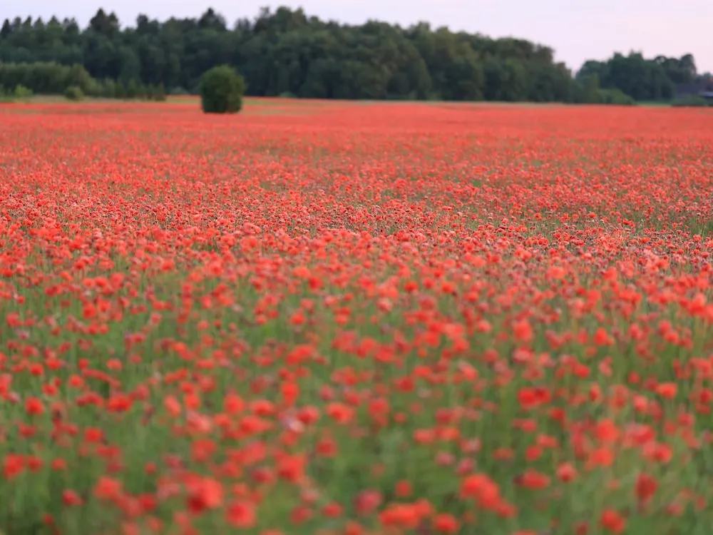 Ar chaseour hag ar vaot / Ar paotrig hag ar fleur
