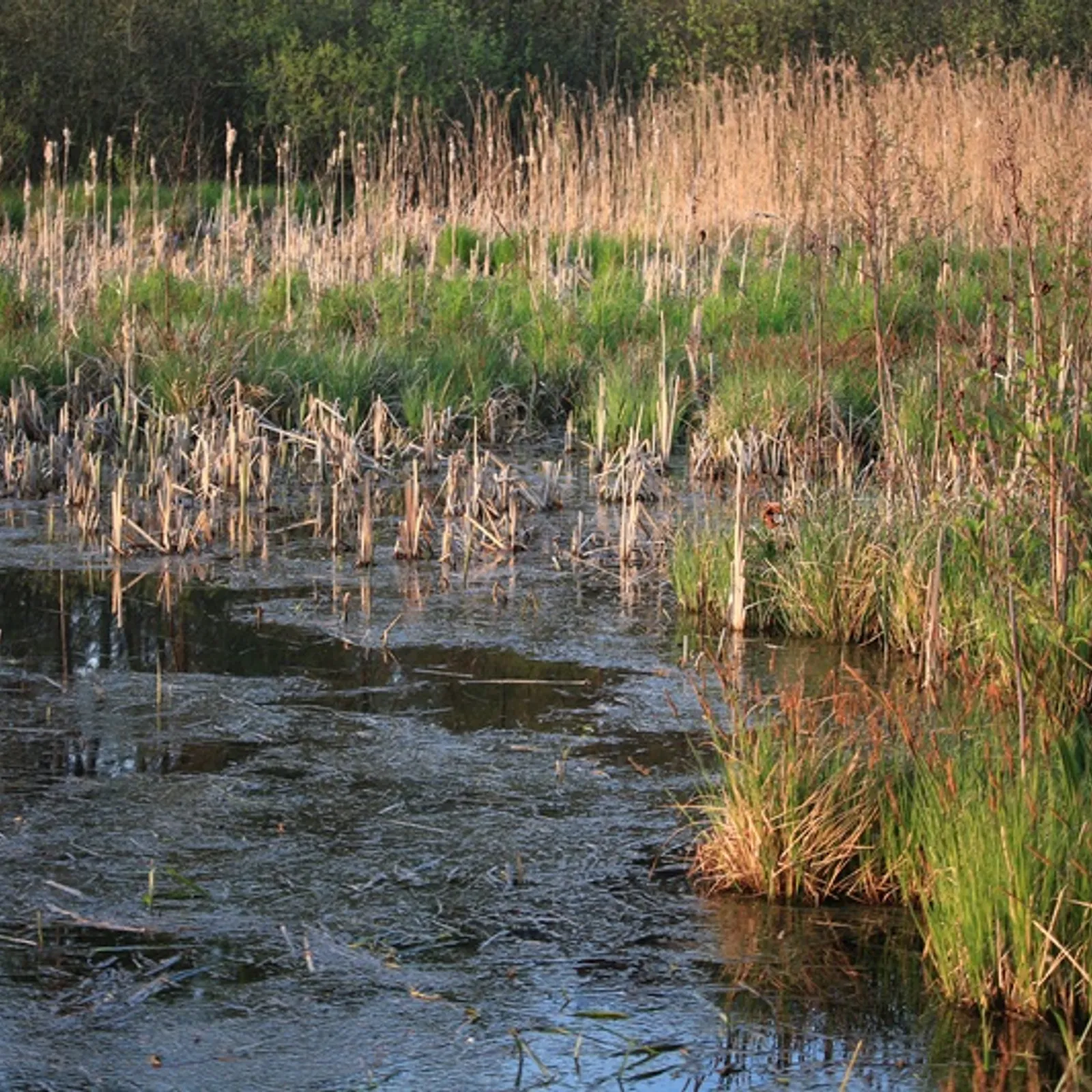De l'importance des zones humides