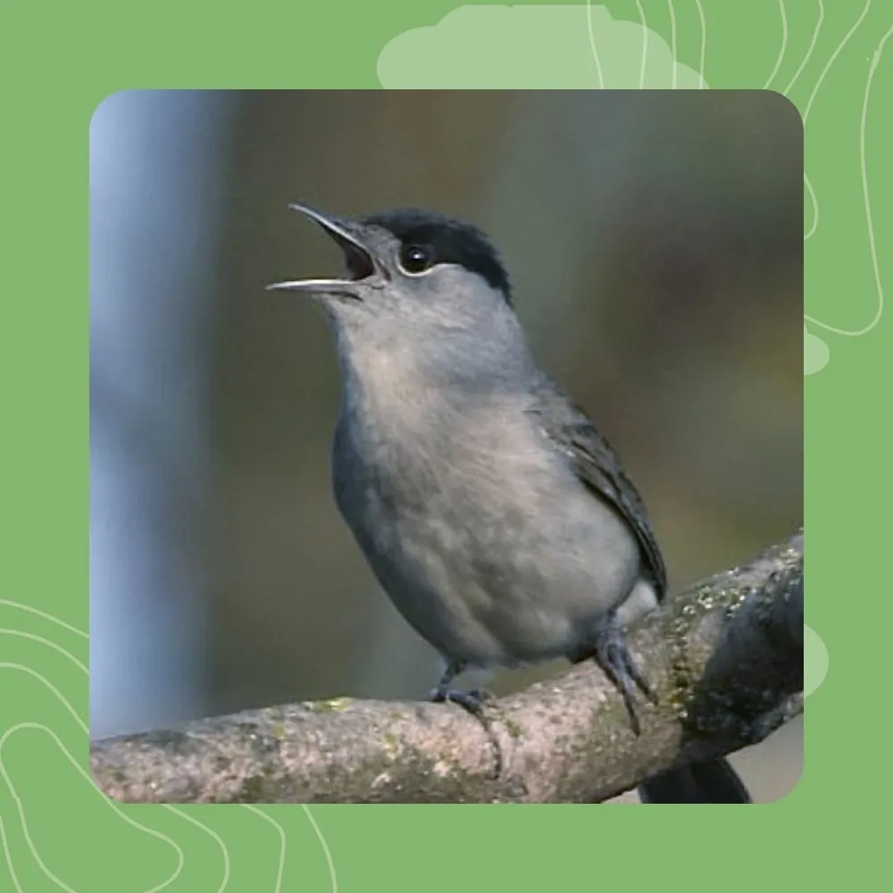 18- Devedig kabell du : kan