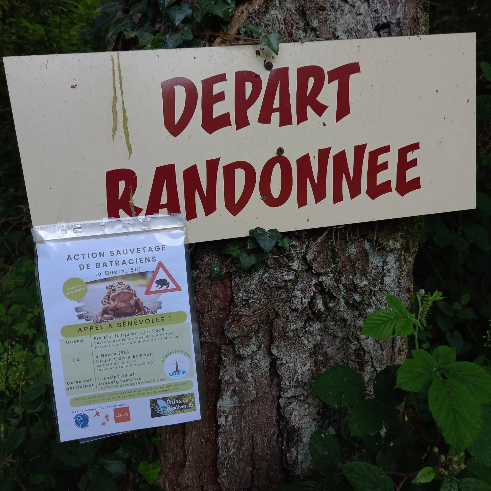 L'association LATOPIA à Guern propose une action sauvetage de crapauds tout au long du mois de juin