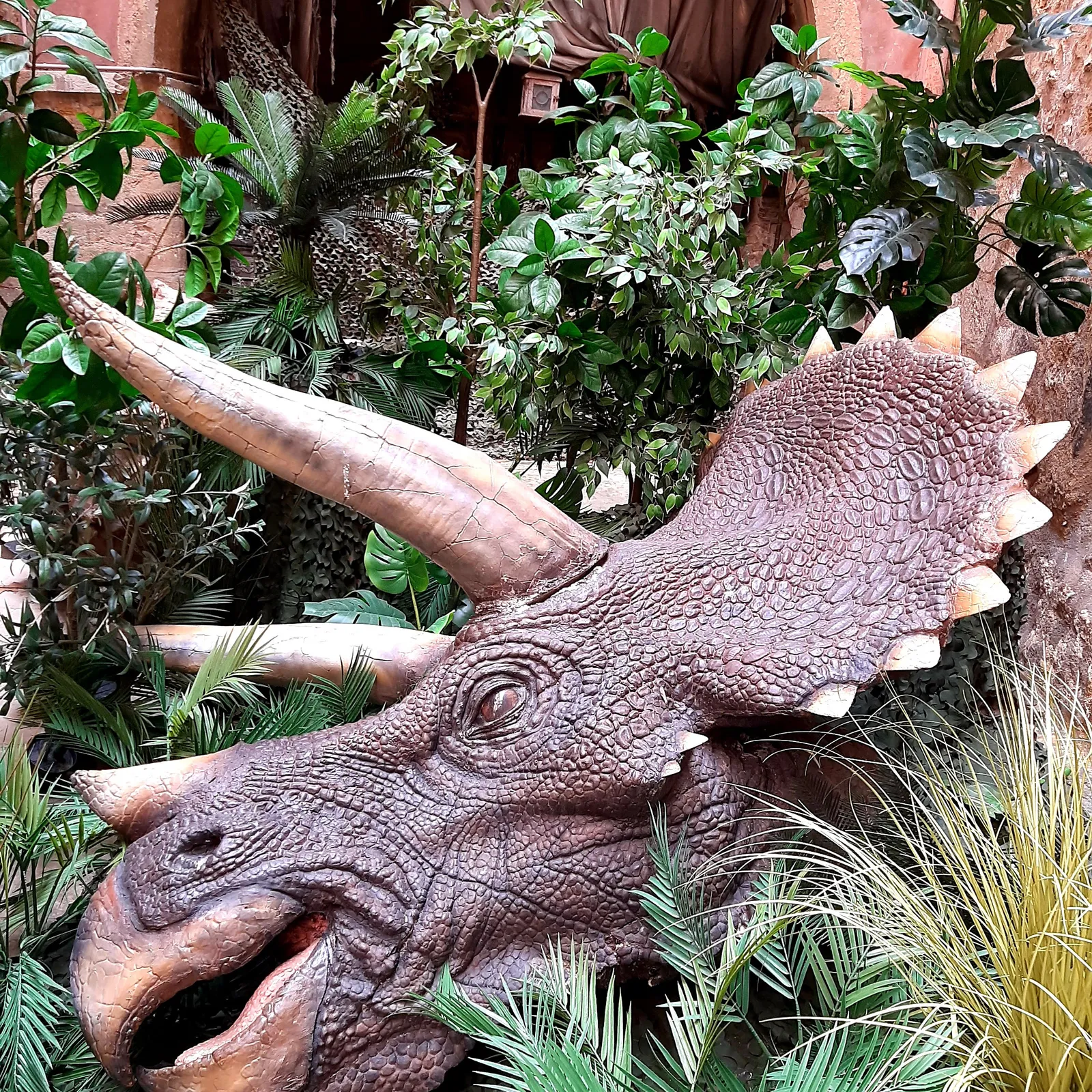 An Triseratops