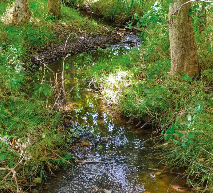 Ruisseaux, rigoles et grenouilles