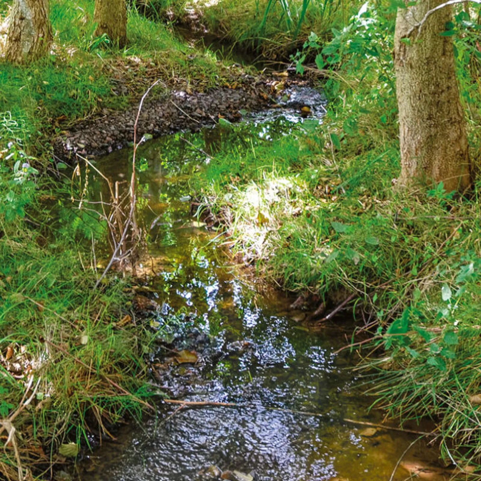Rodeier, sanowennoù ha bisklañwiked