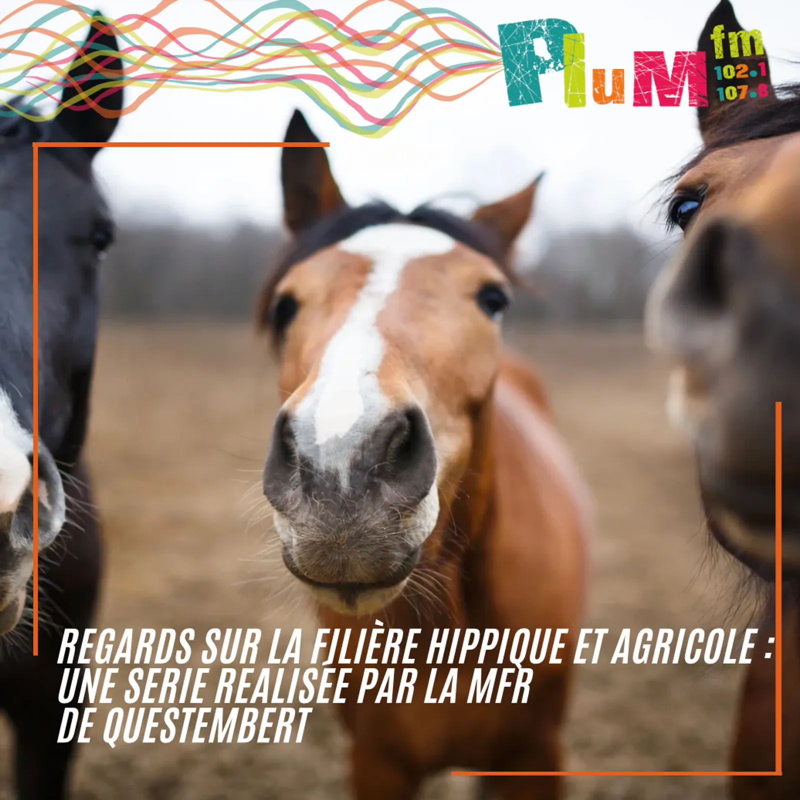 Les concours de jeunes chevaux avec Noémie