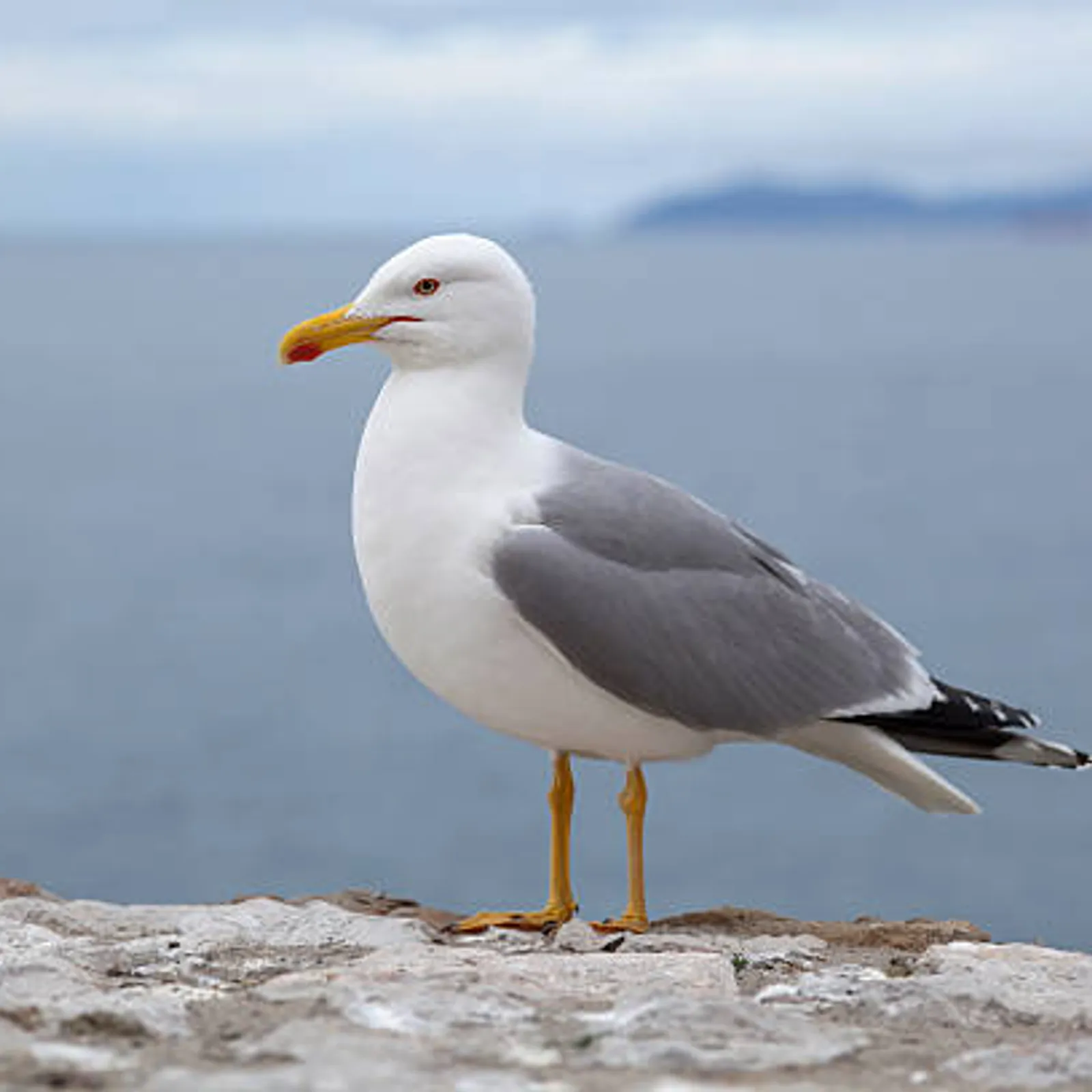 C'hwezh an Deiz 25/01/2024