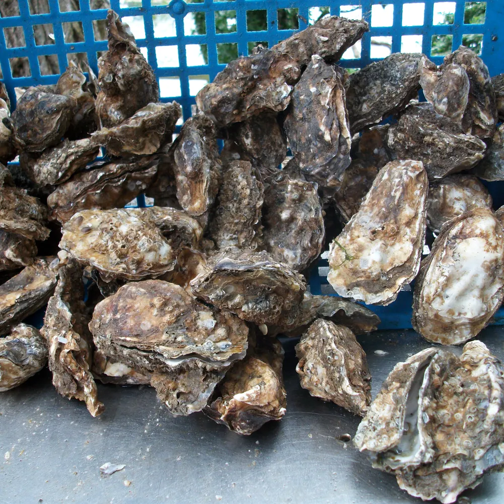 Les débuts de l'ostréiculture