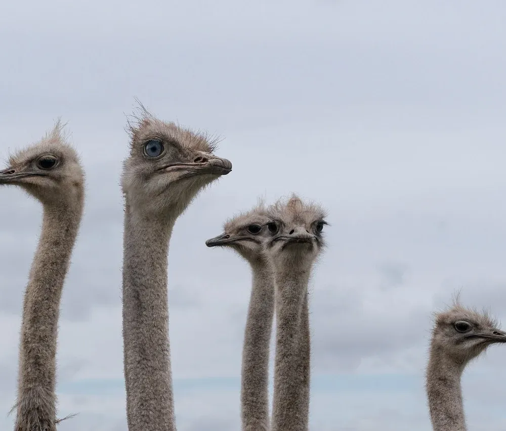 Les autruches des Montagnes Noires