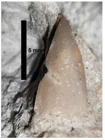 Ar C/C'haletodraco Cottardi