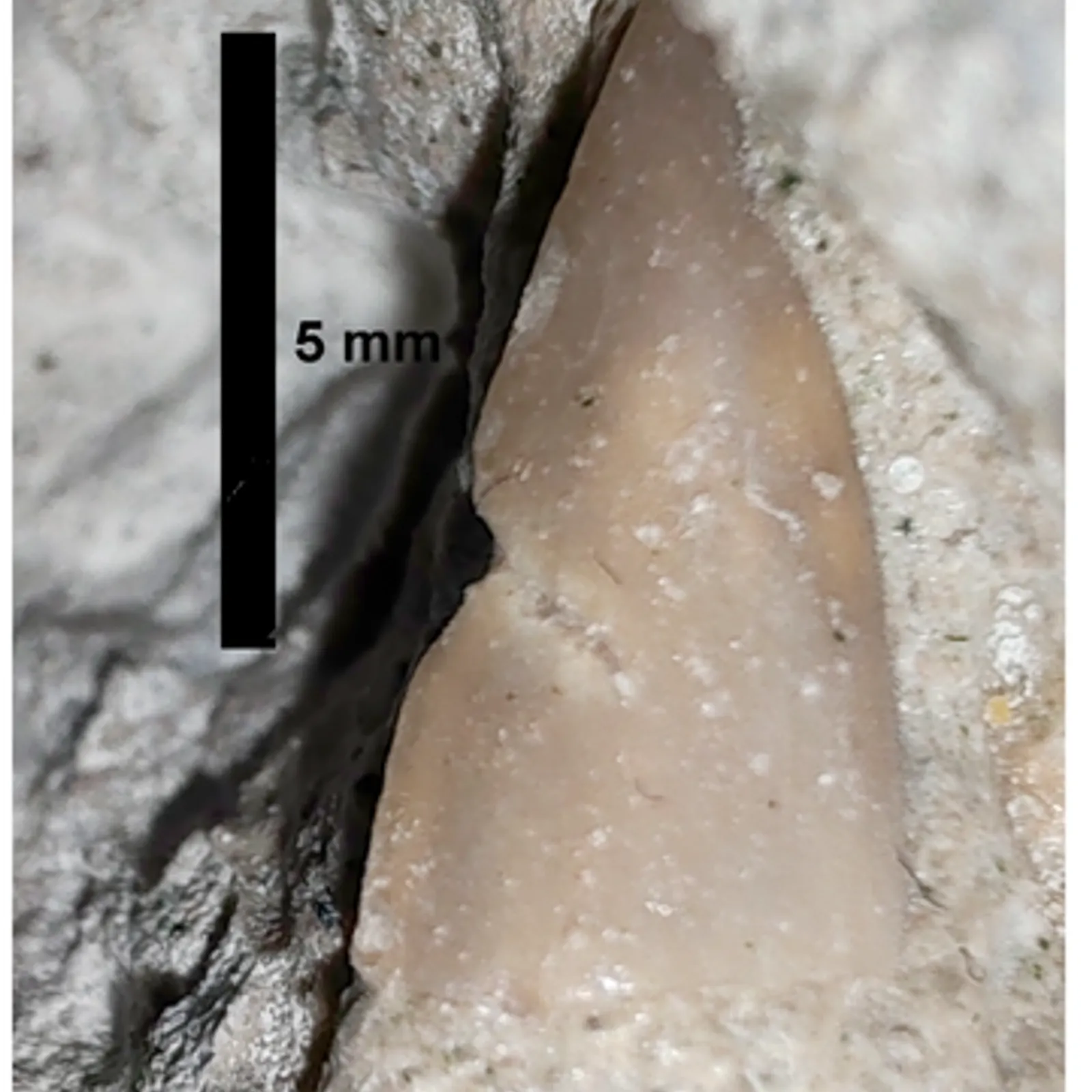 Le Caletodraco Cottardi