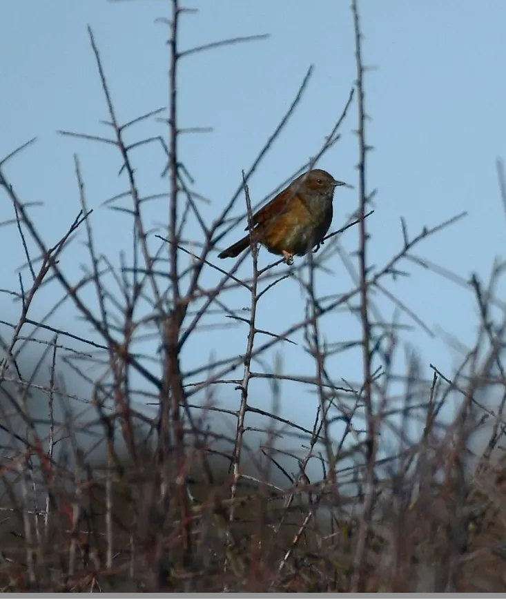 Rencontre avec l'accenteur mouchet