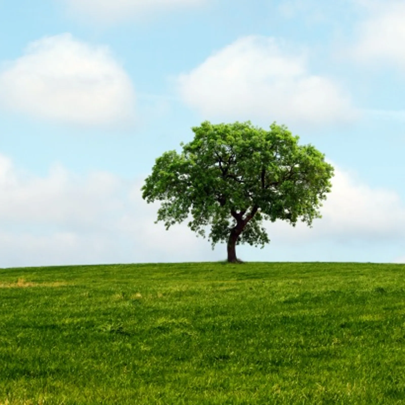 Arbres, feuilles et fleurs - Jeudi en direct