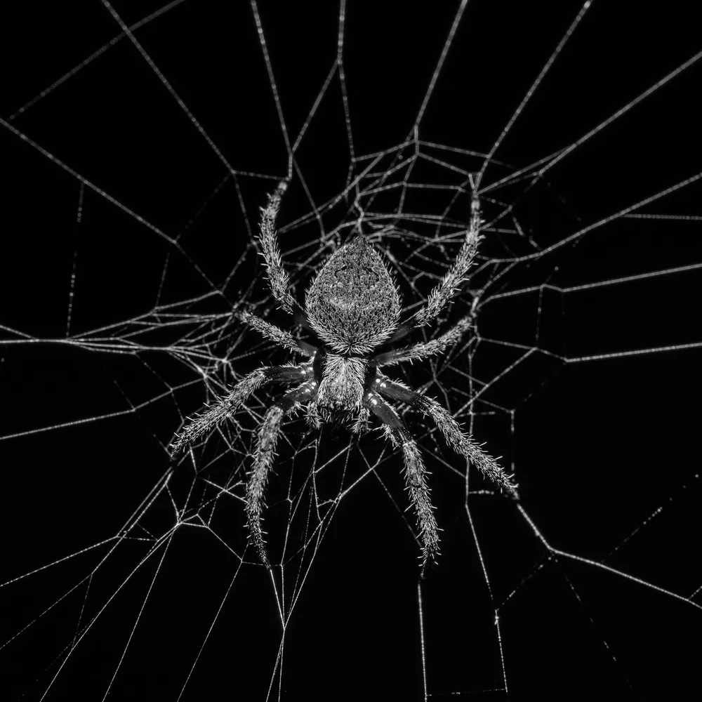 2 min pour comprendre les araignées 1/3