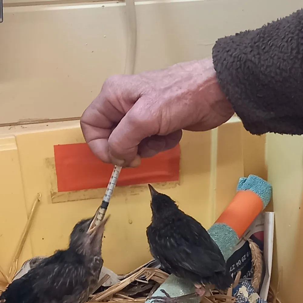 P.I.A.F.S. , centre de soins aux animaux sauvages à Languidic - épisode 2