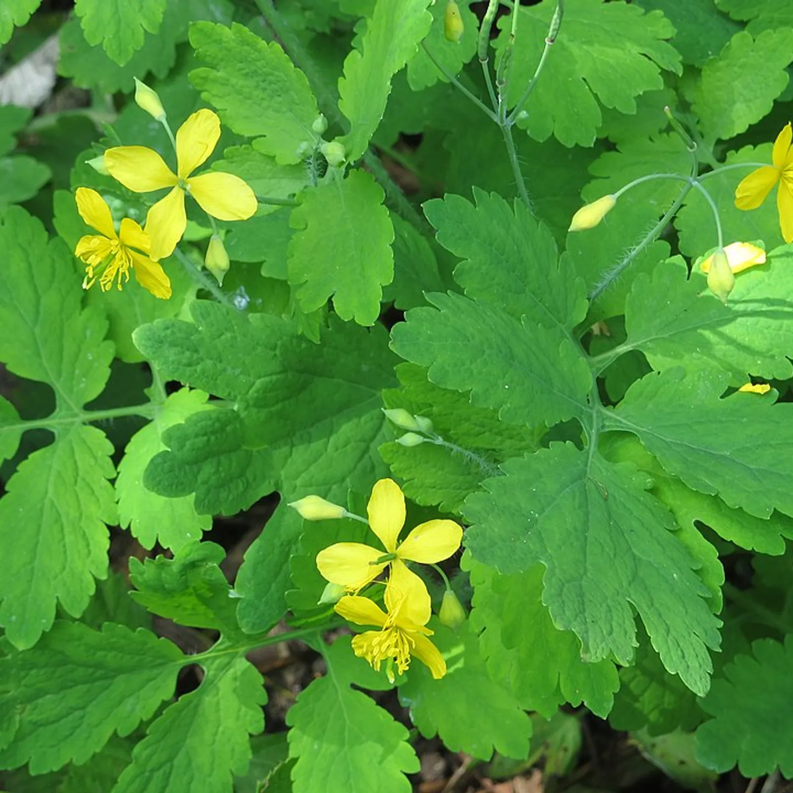 Louzaouenn ar wenaenn