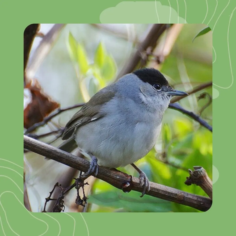 17- Devedig kabell du : neuz