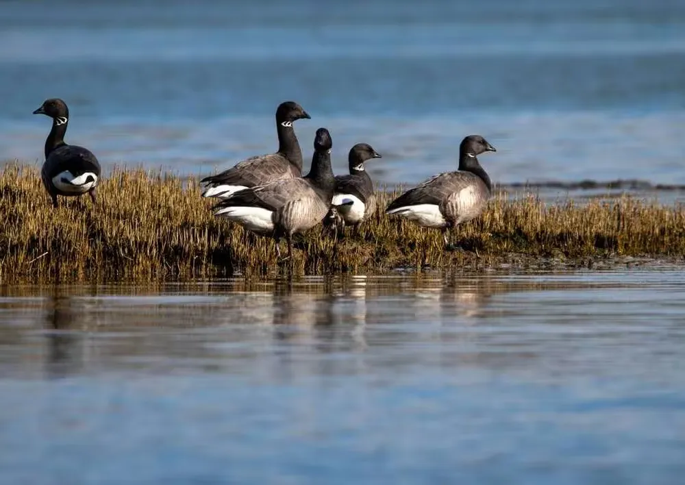 C'hwezh an Deiz 01/02/2023