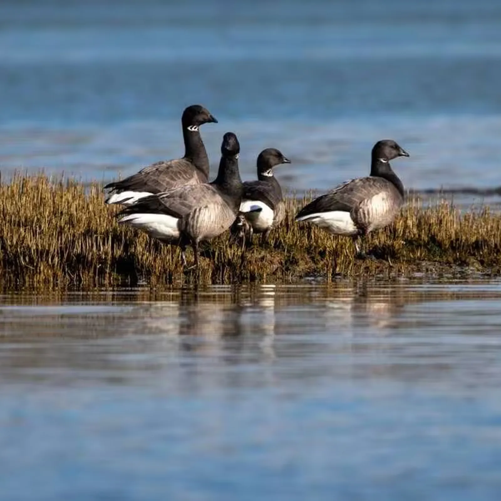 C'hwezh an Deiz 01/02/2023