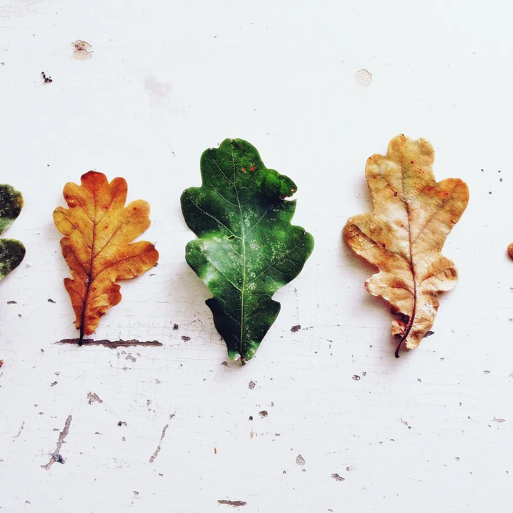 522 Delienn / Follenn