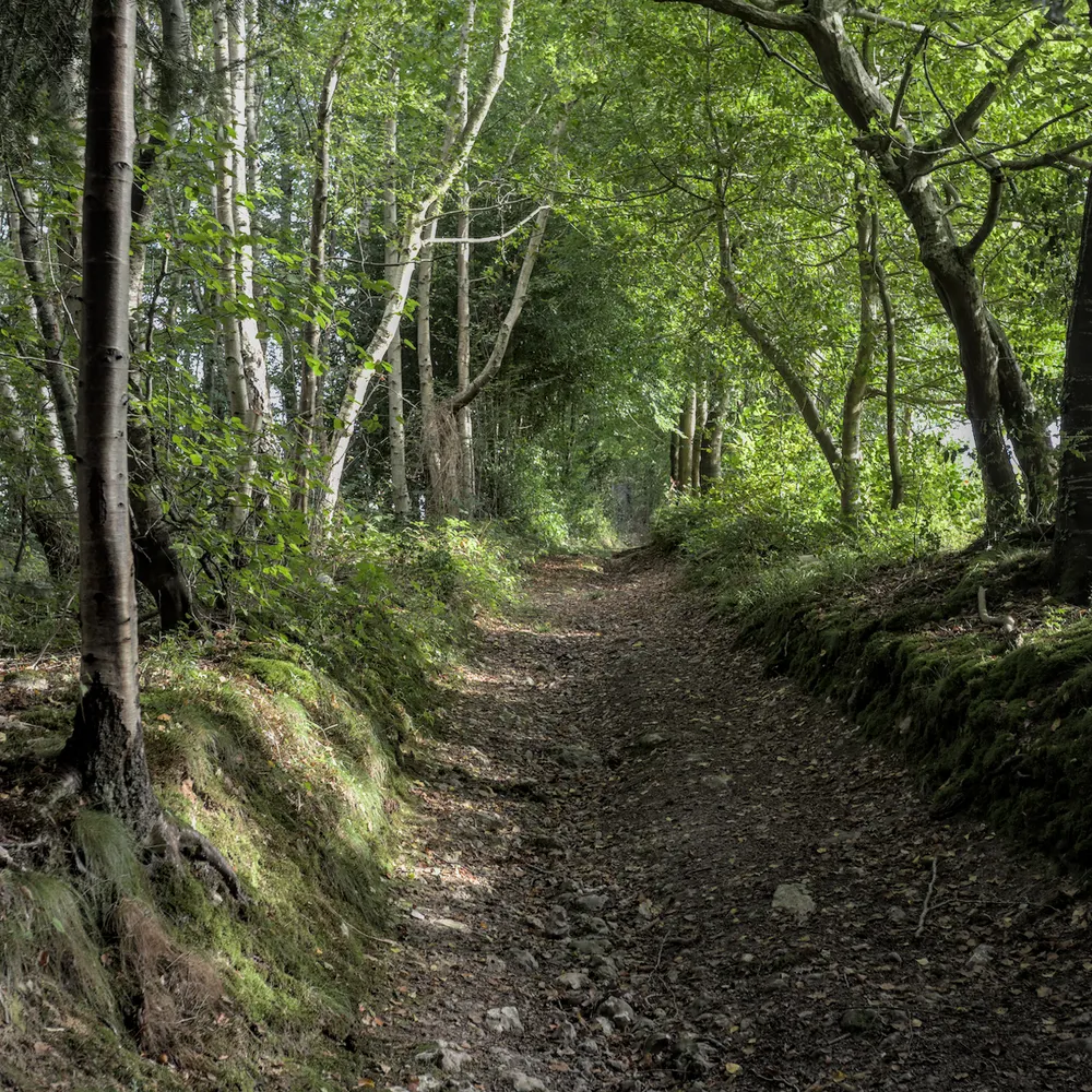 Journée des Talus Episode II : Table-ronde sur la préservation du bocage