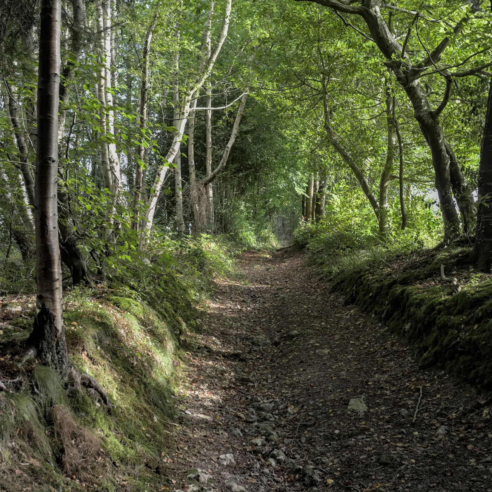 Journée des Talus Episode II : Table-ronde sur la préservation du bocage