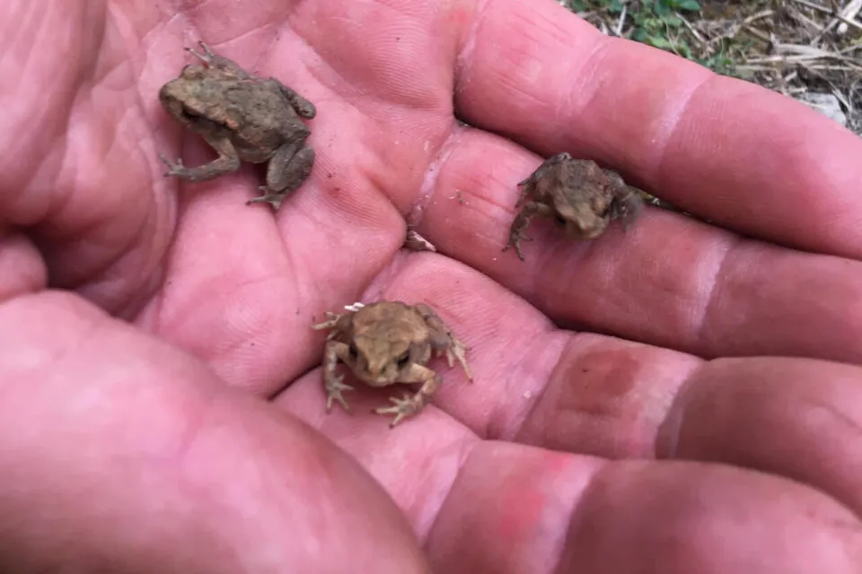 Jeudi 29 mai à 10h, opération sauvetage de crapauds