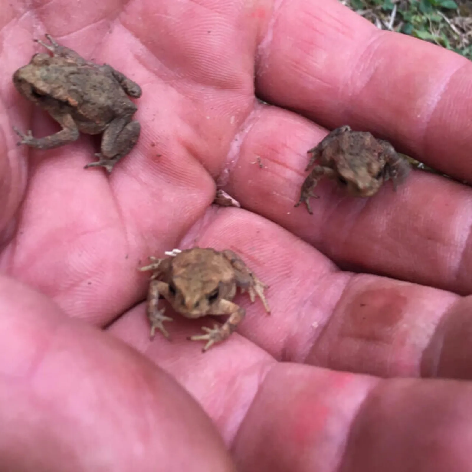 Jeudi 29 mai à 10h, opération sauvetage de crapauds