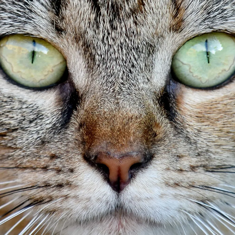 Le Lab U #1 Les animaux ont-ils tous les mêmes droits ? 