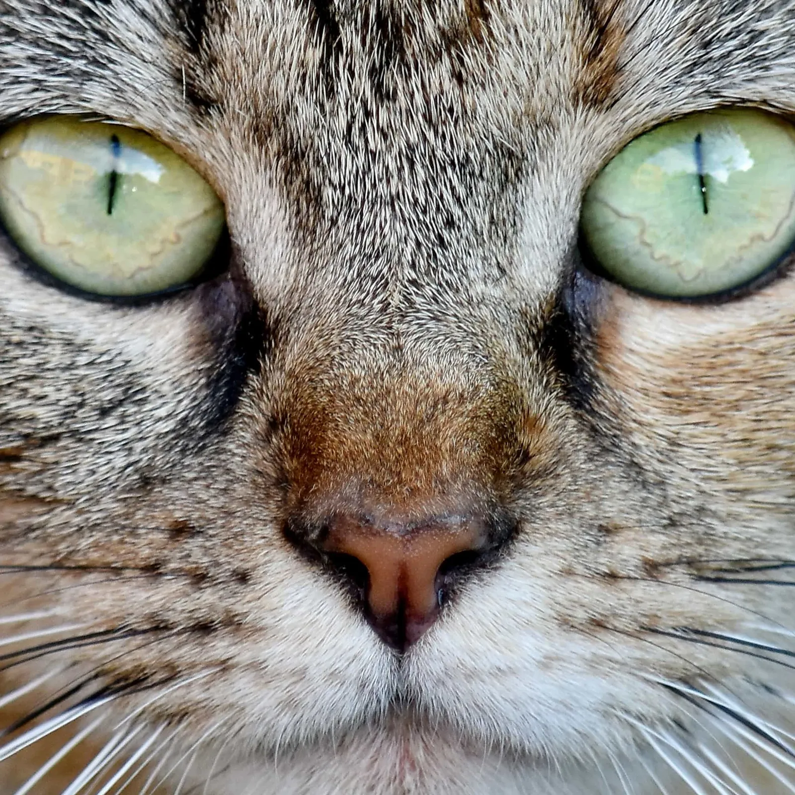 Le Lab U #1 Les animaux ont-ils tous les mêmes droits ? 