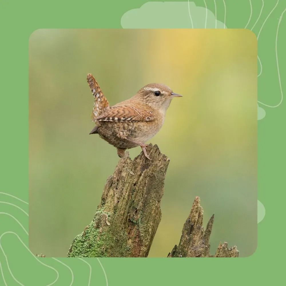 13- Laouenan troc'hanik : neuz