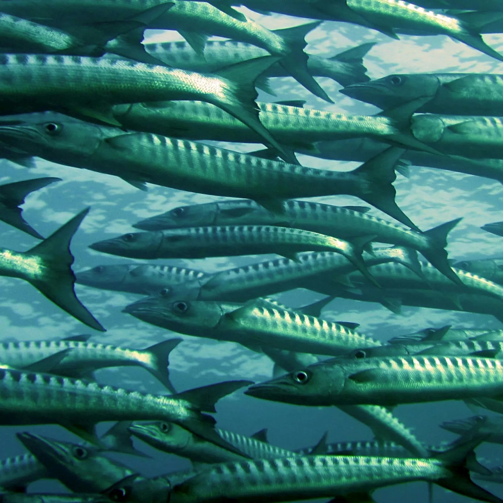 Trezolieù Kreiz Mitin : Les poissons 1