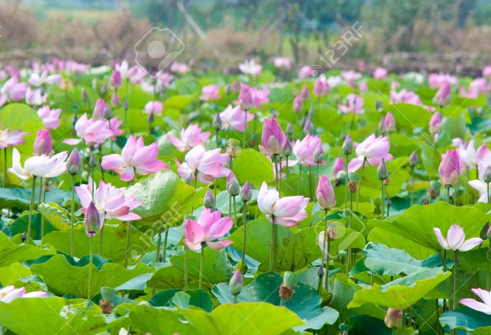 Ana a Laoulan - Kambodj 01