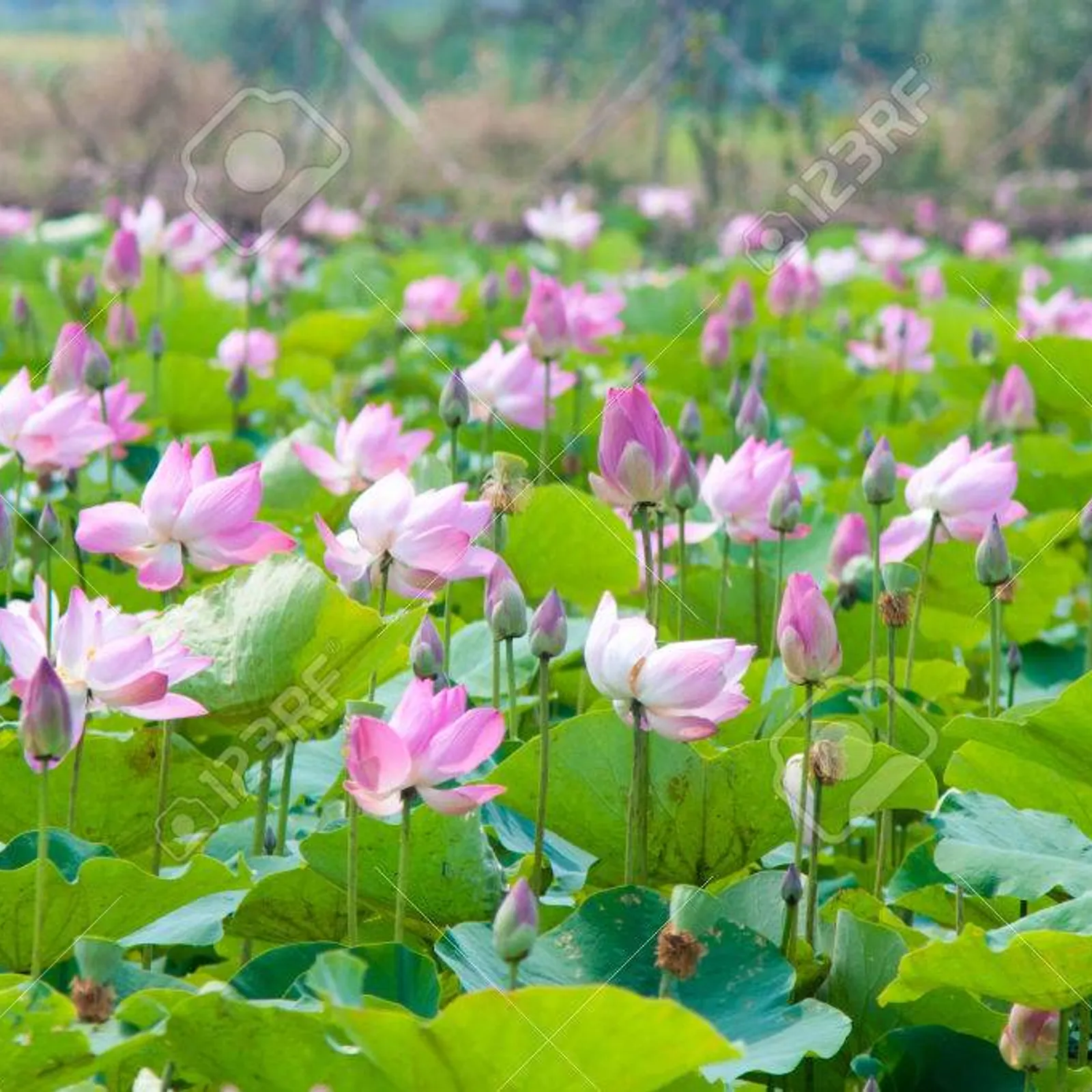 Ana a Laoulan - Kambodj 01