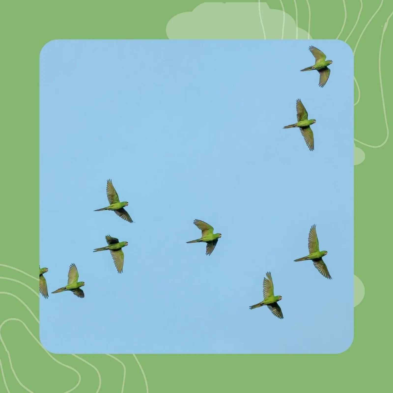 21- Sinfonienn al lapoused