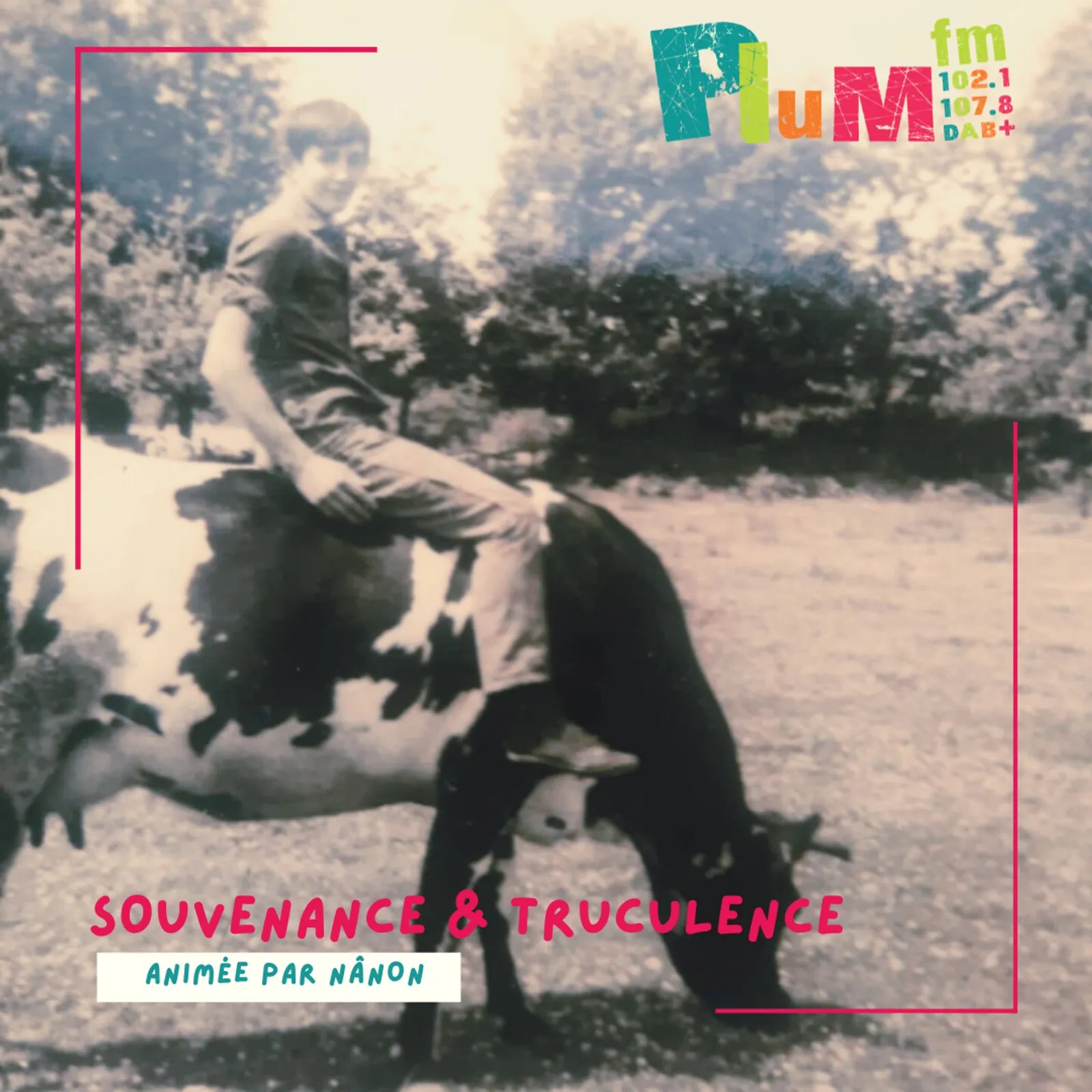Souvenance & Truculence #gallo