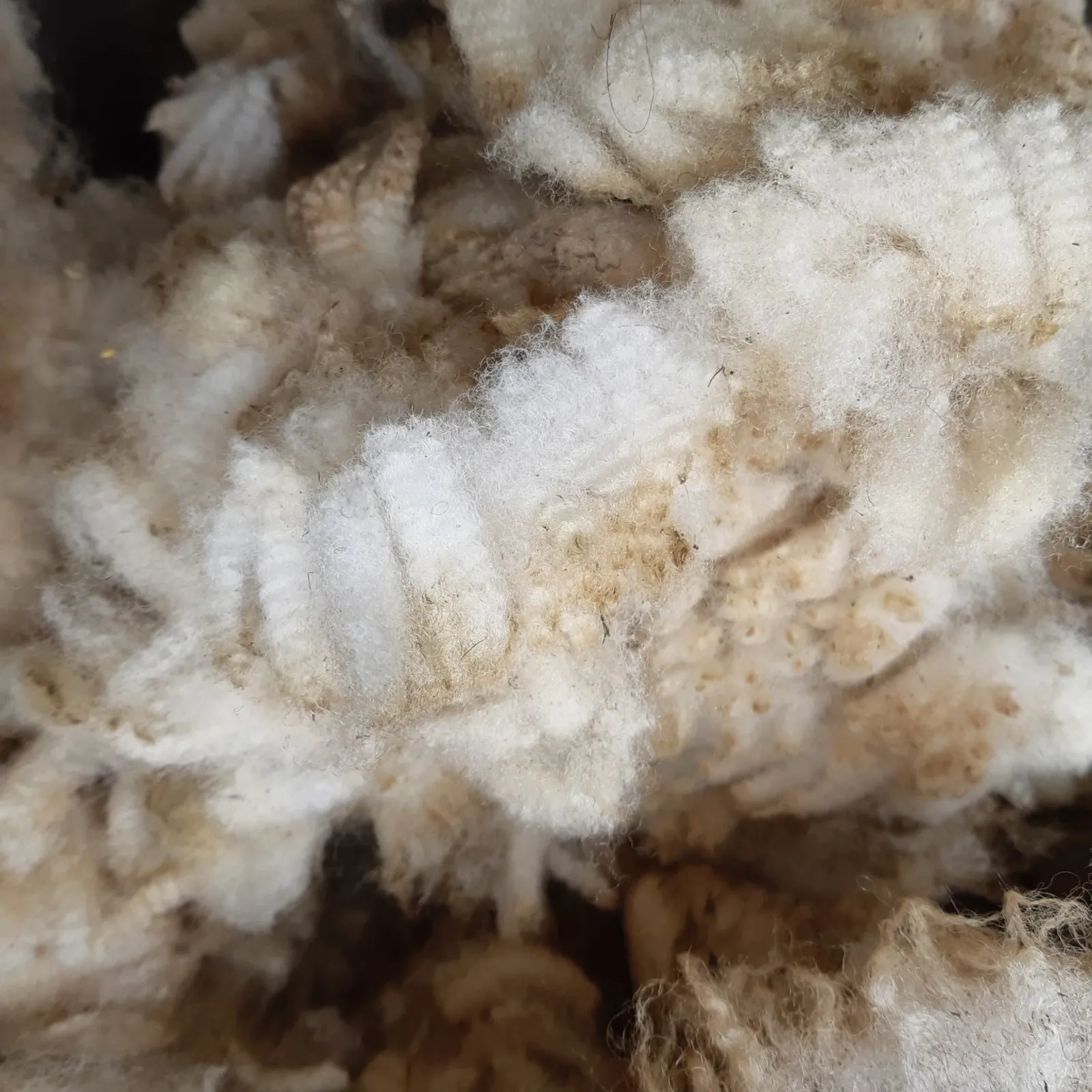 La Ferme à laine de Colpo