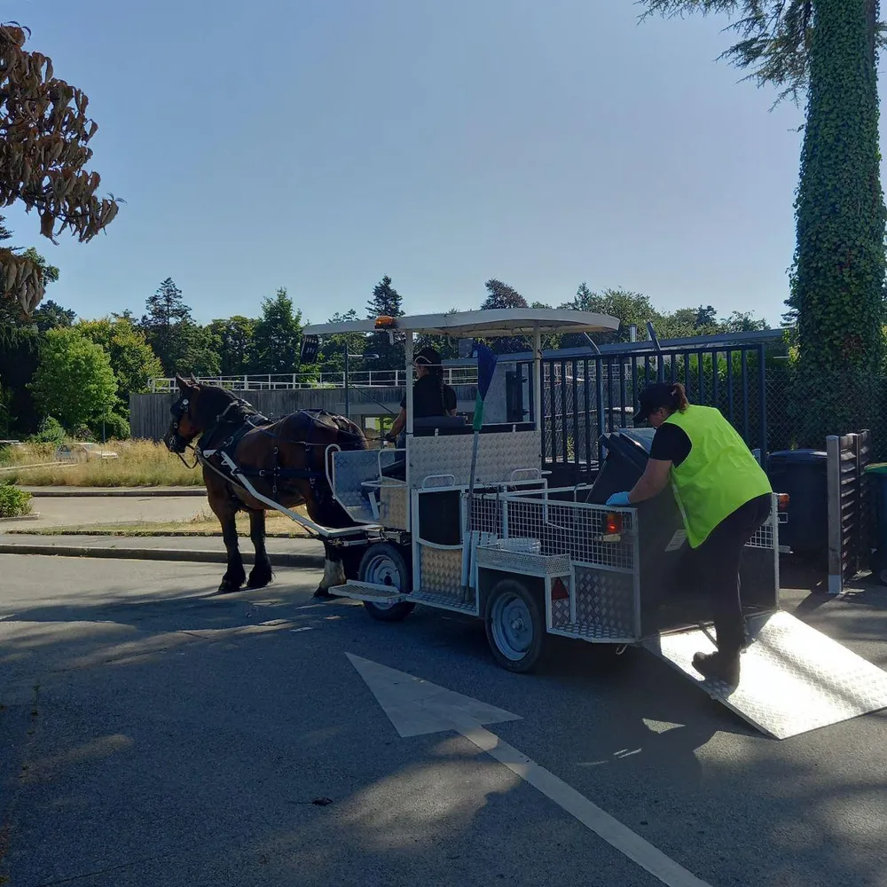 Une tournée de ramassage de déchets avec le cheval territorial d'Hennebont