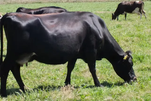 S'installer en tant qu'éleveur-éleveuse de vaches laitières en Morbihan - épisode 1