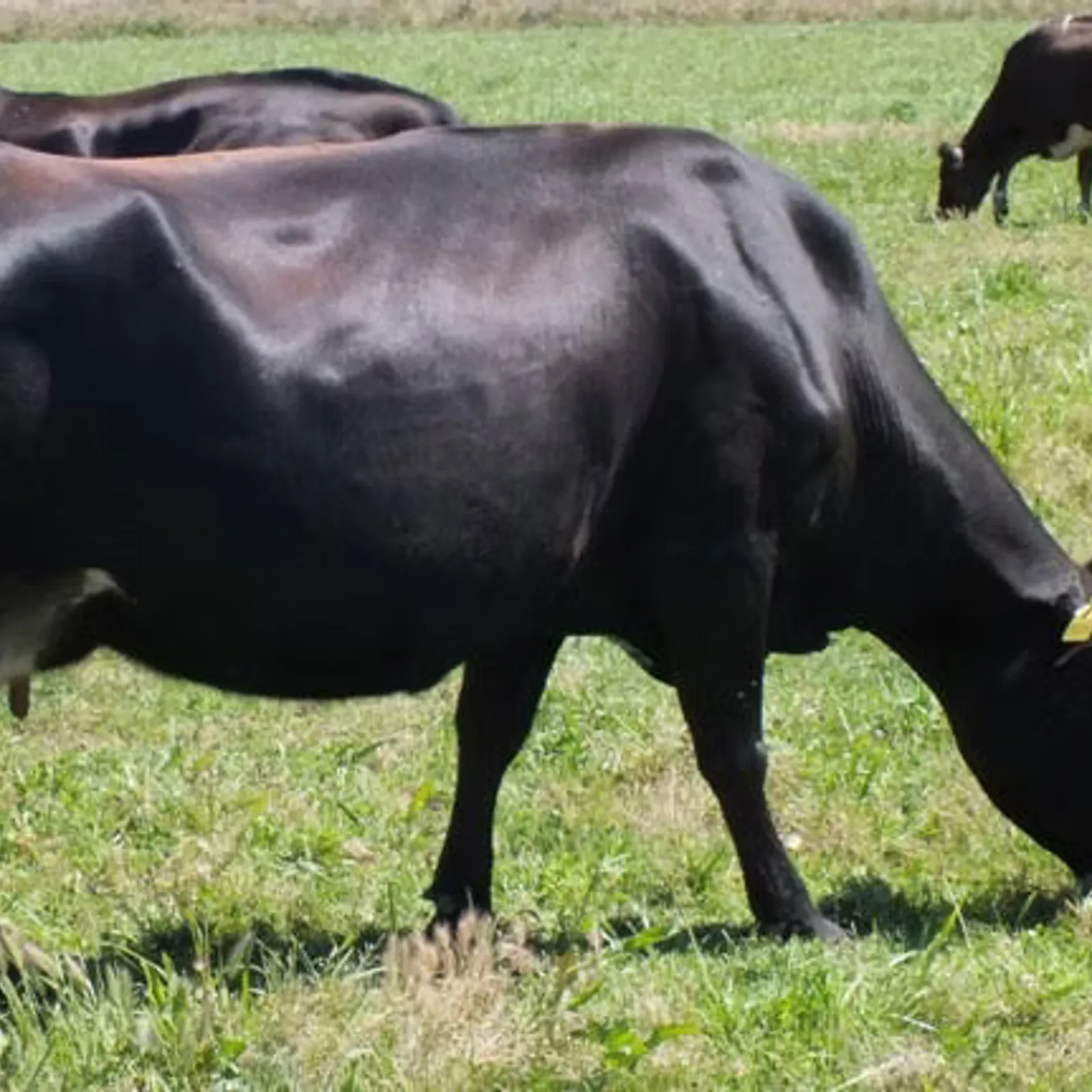 S'installer en tant qu'éleveur-éleveuse de vaches laitières en Morbihan - épisode 1