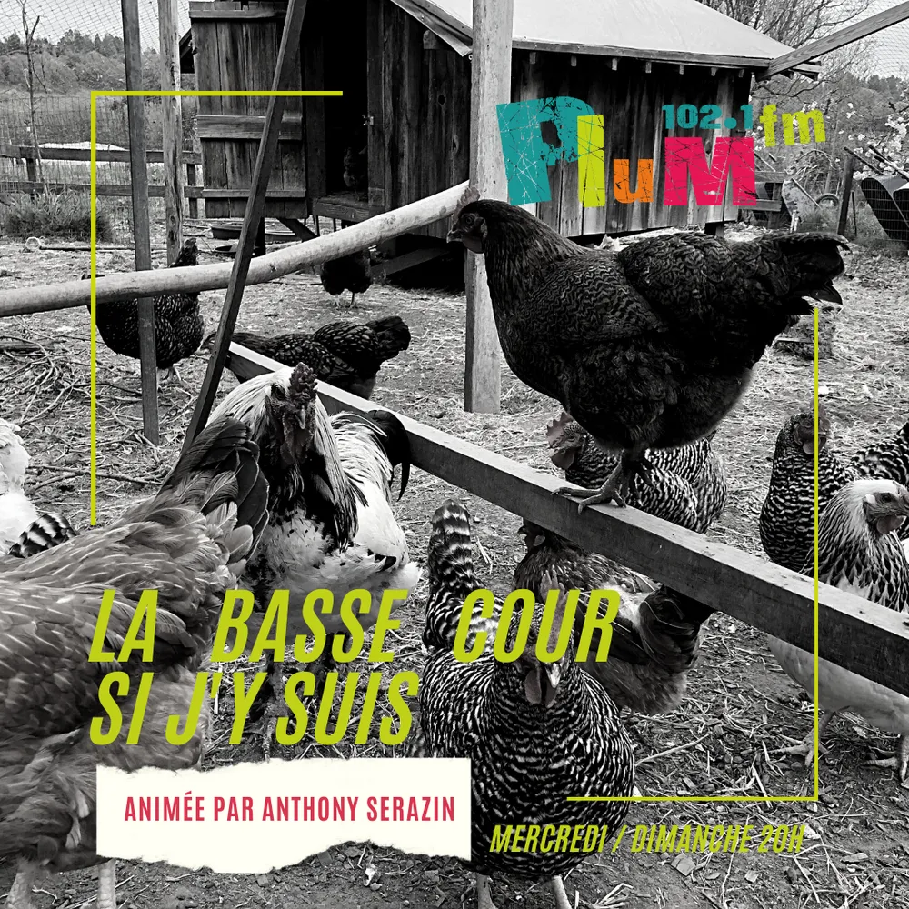 La Basse cour si j'y suis : VINCENT BLOYET