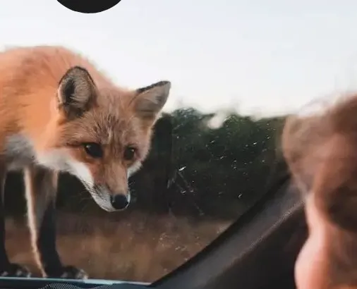 Le LAB U #81 : Vivre en renard, une recherche historique du point de vue animal