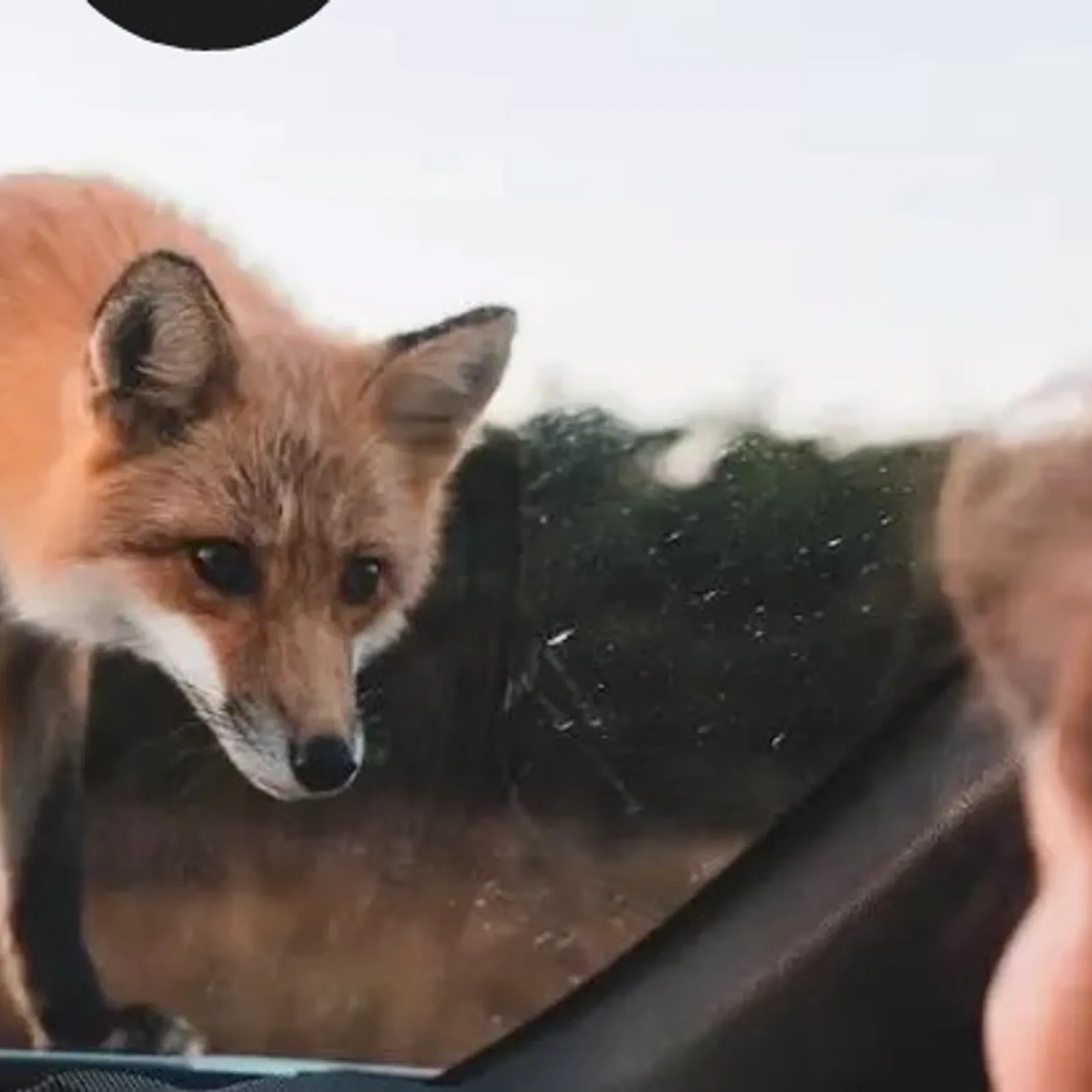 Le LAB U #81 : Vivre en renard, une recherche historique du point de vue animal