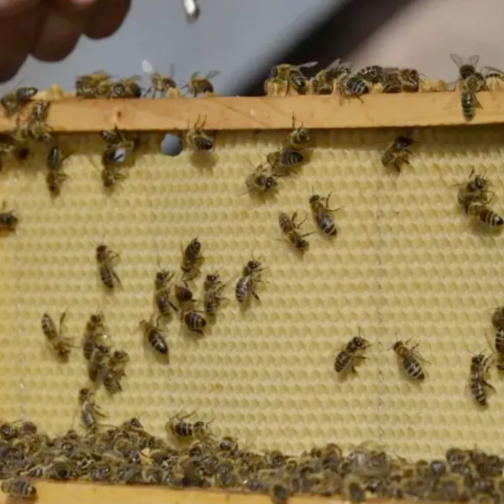 Trois parcours d'apiculteurs en Finistère