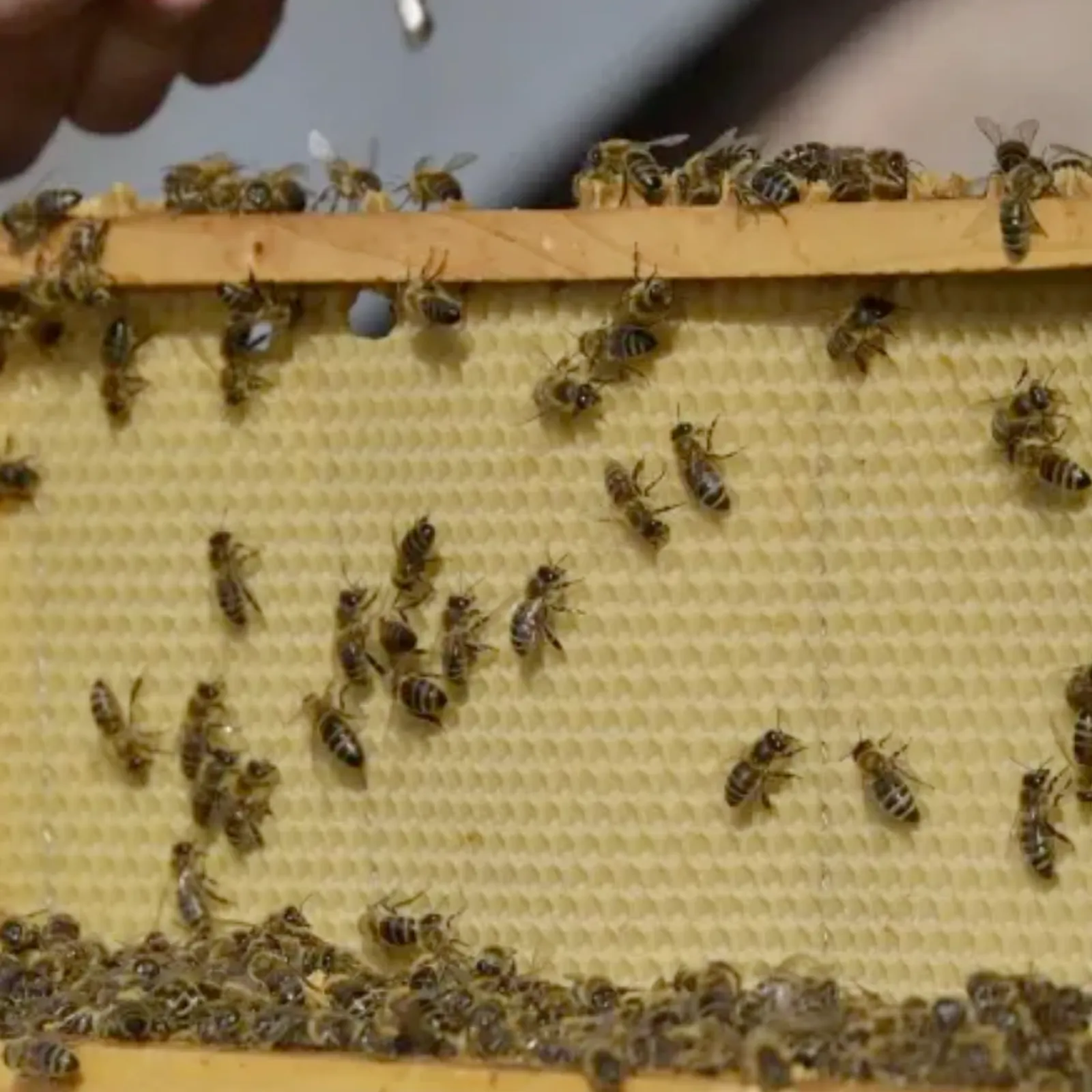 Trois parcours d'apiculteurs en Finistère