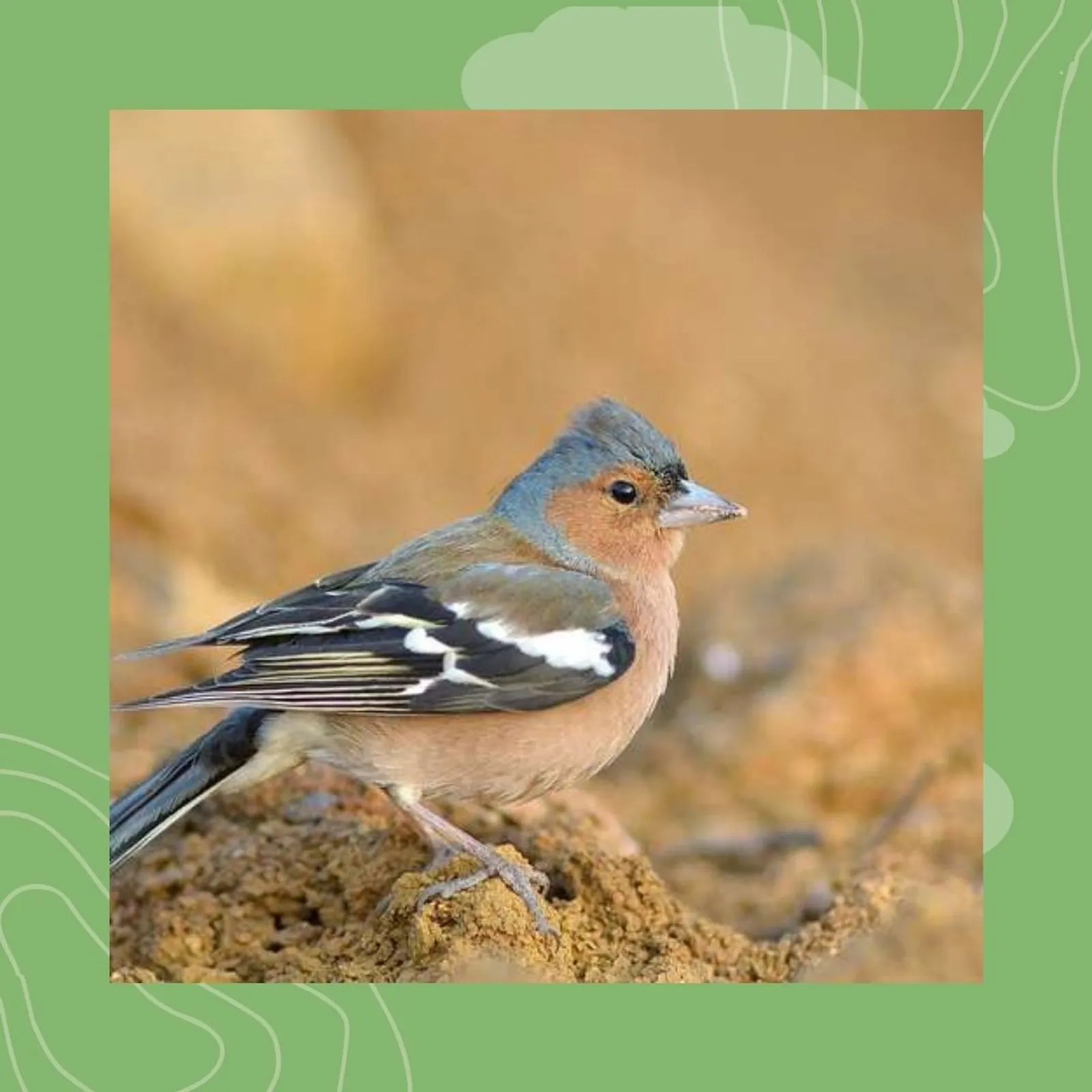 12- Ar pint : ur preizh ?