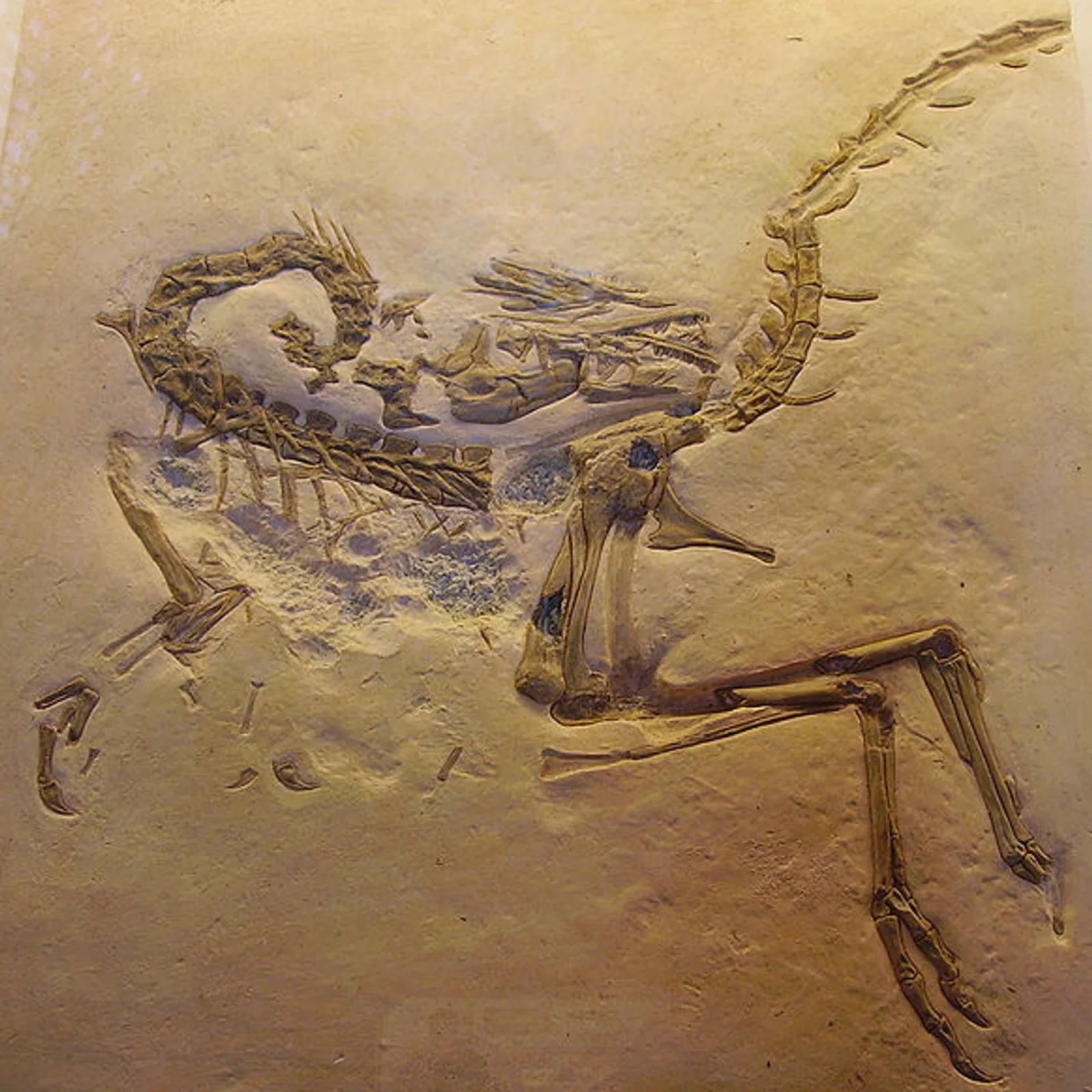 Ar c'hompsoniatus