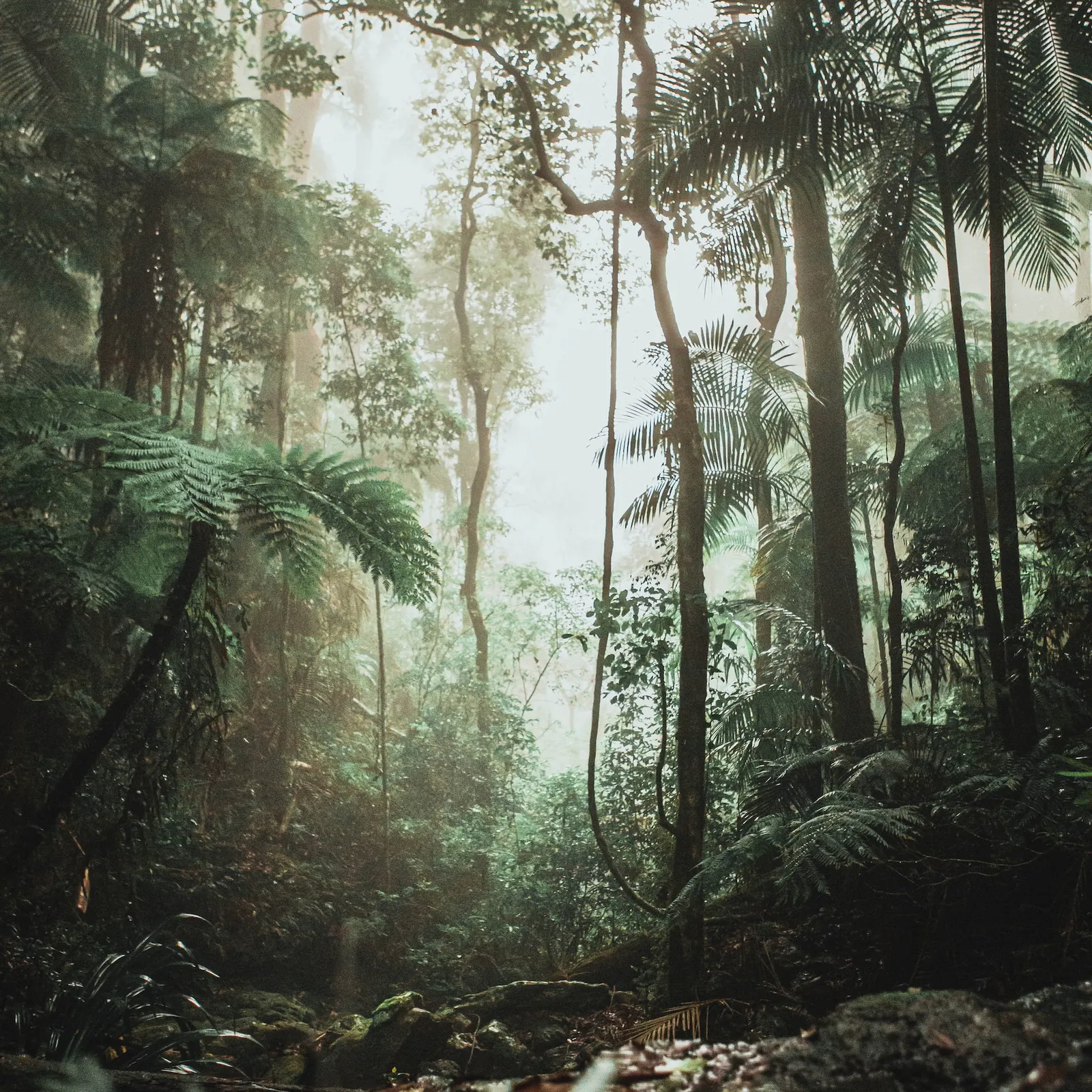 Introduction et la période du Trias