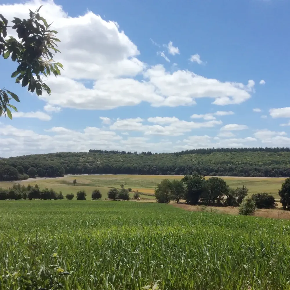 Vers le retour du bocage en Bretagne ? 